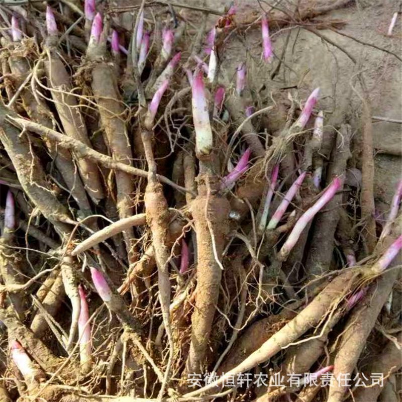 芍药苗批发