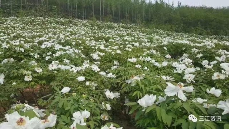牡丹苗市场动态:价格波动背后的因素与趋势