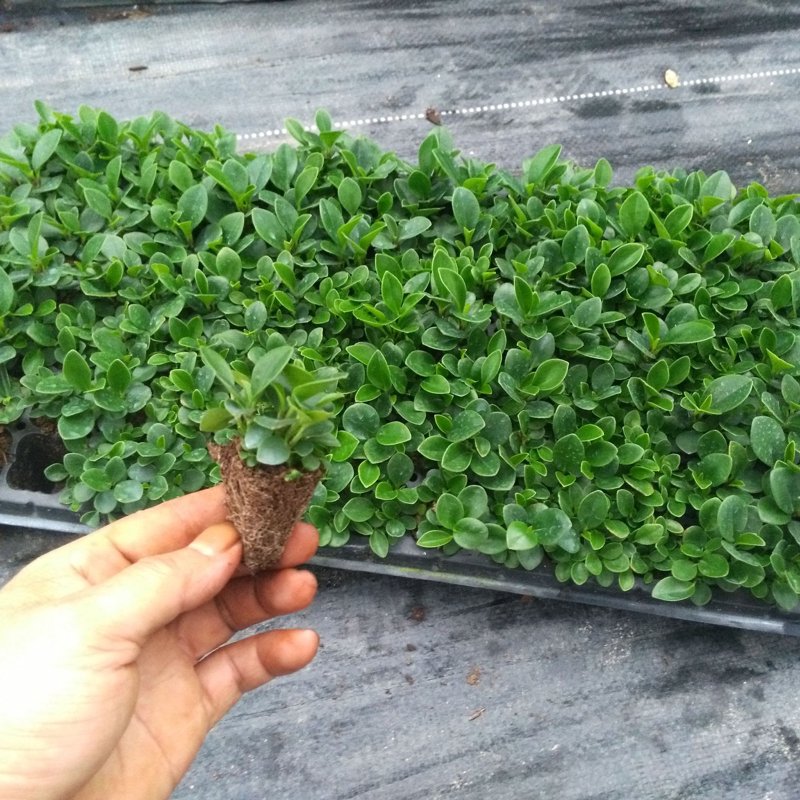 牡丹苗市场洞察:春季种植之选