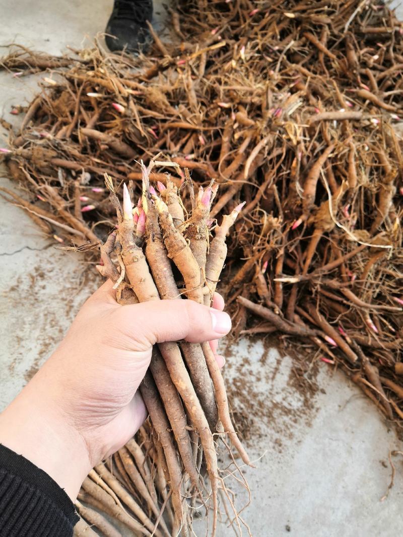 芍药苗行业动态:春天里的美丽新篇章