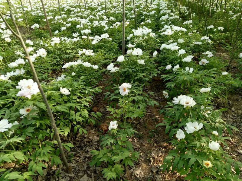 牡丹苗市场洞察:春季种植之选